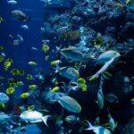 Các Loài Cá Biển Đẹp: Những Bí Mật Tuyệt Vời Mà Tự Nhiên Đem Lại