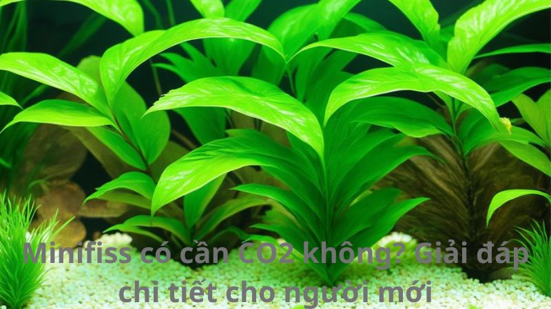 Minifiss có cần CO2 không? Giải đáp chi tiết cho người mới