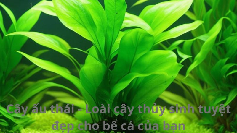 Cây ấu thái - Loài cây thủy sinh tuyệt đẹp cho bể cá của bạn