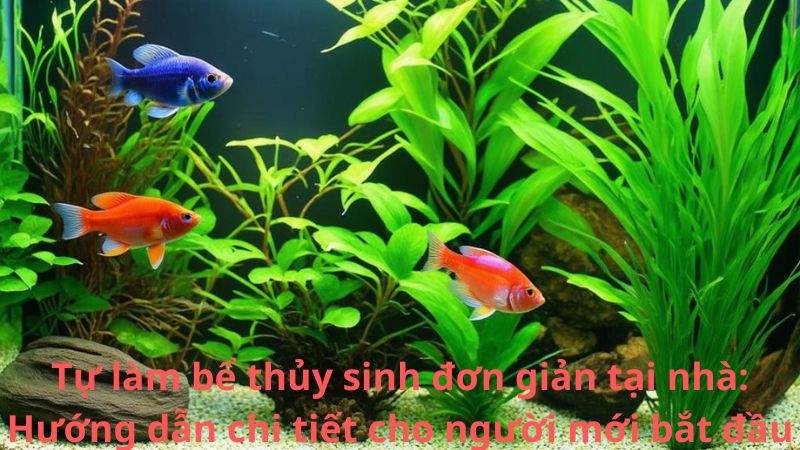 Tự làm bể thủy sinh đơn giản tại nhà: Hướng dẫn chi tiết cho người mới bắt đầu