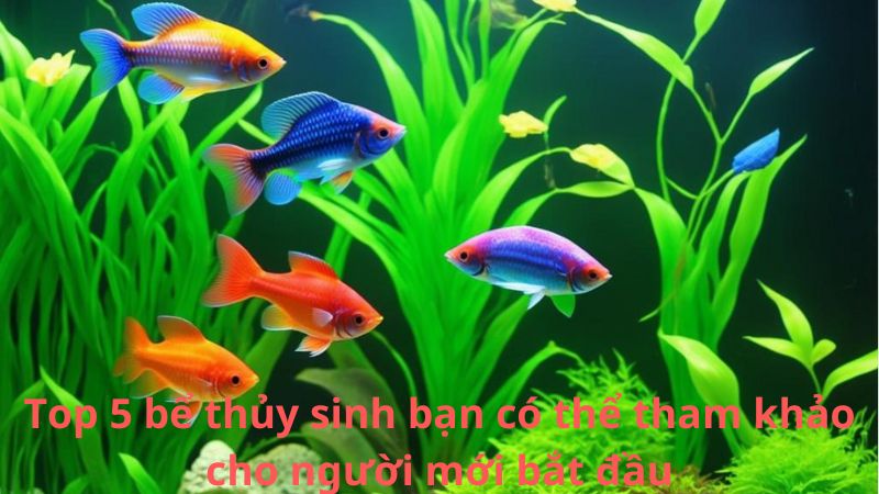 Top 5 bể thủy sinh bạn có thể tham khảo cho người mới bắt đầu