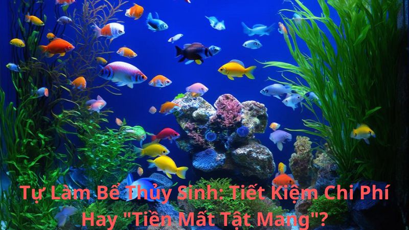 Tự Làm Bể Thủy Sinh: Tiết Kiệm Chi Phí Hay "Tiền Mất Tật Mang"?