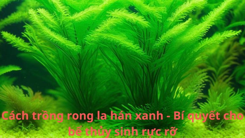 Cách trồng rong la hán xanh - Bí quyết cho bể thủy sinh rực rỡ