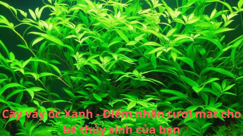 Cây vảy ốc Xanh - Điểm nhấn tươi mát cho bể thủy sinh của bạn