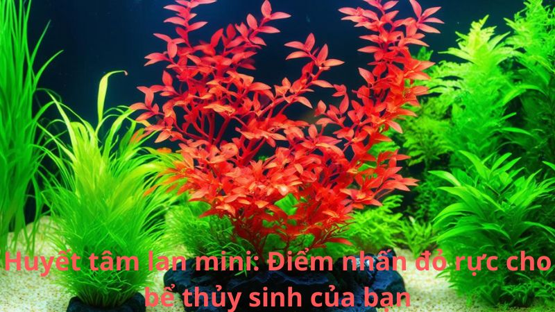 Huyết tâm lan mini: Điểm nhấn đỏ rực cho bể thủy sinh của bạn