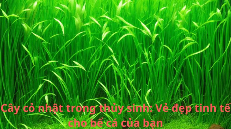 Cây cỏ nhật trong thủy sinh: Vẻ đẹp tinh tế cho bể cá của bạn