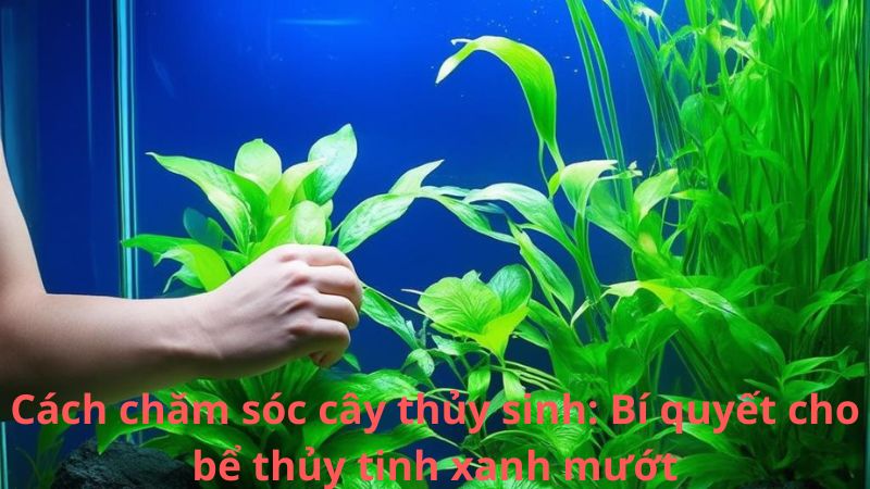 Cách chăm sóc cây thủy sinh: Bí quyết cho bể thủy tinh xanh mướt