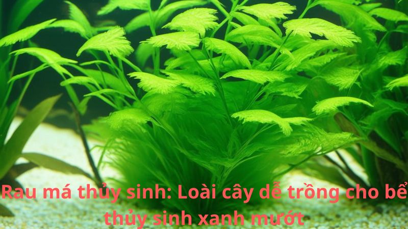 Rau má thủy sinh: Loài cây dễ trồng cho bể thủy sinh xanh mướt