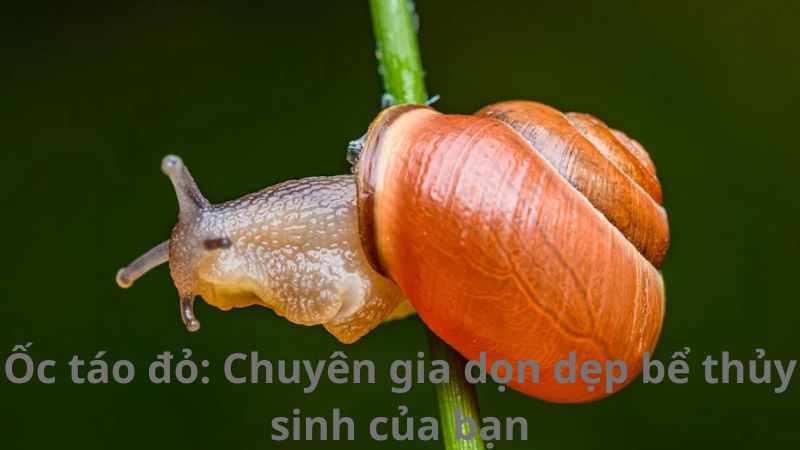 Ốc táo đỏ: Chuyên gia dọn dẹp bể thủy sinh của bạn