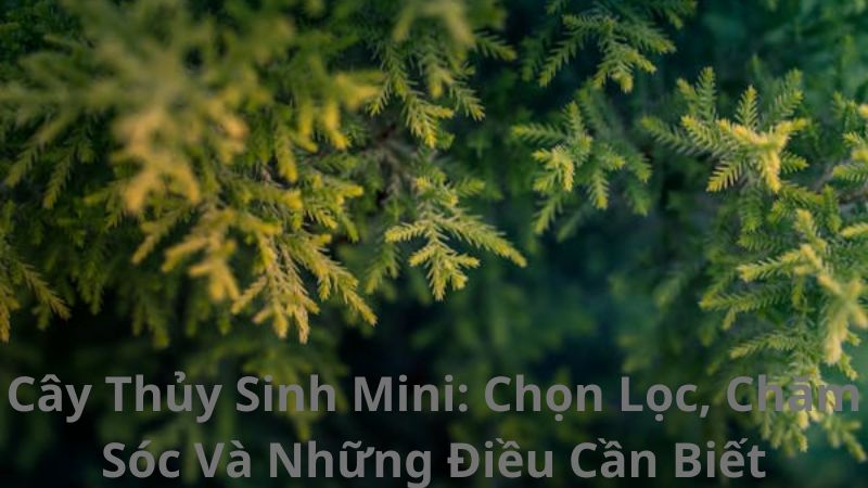 Cây Thủy Sinh Mini: Chọn Lọc, Chăm Sóc Và Những Điều Cần Biết