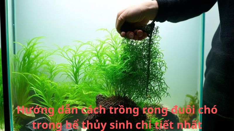 Hướng dẫn cách trồng rong đuôi chó trong bể thủy sinh chi tiết nhất