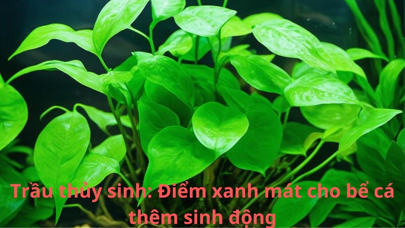 Trầu thủy sinh: Điểm xanh mát cho bể cá thêm sinh động