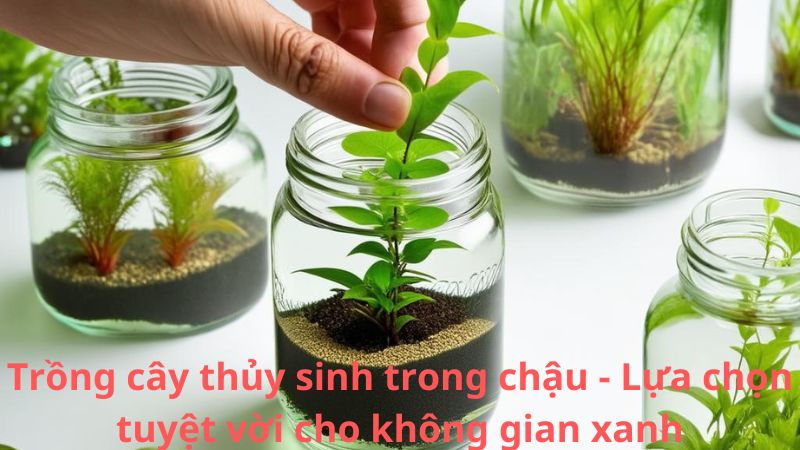 Trồng cây thủy sinh trong chậu - Lựa chọn tuyệt vời cho không gian xanh