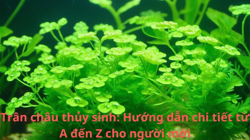 Trân châu thủy sinh: Hướng dẫn chi tiết từ A đến Z cho người mới