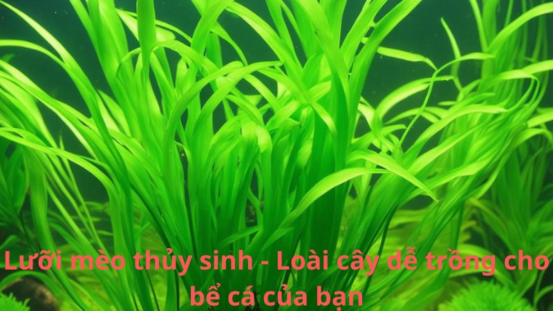 Lưỡi mèo thủy sinh - Loài cây dễ trồng cho bể cá của bạn